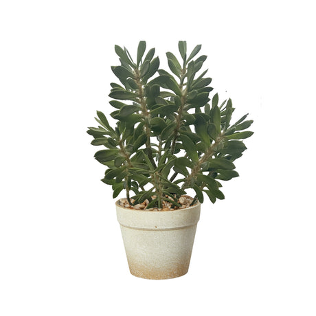 Sukkulent 38 cm høj i potte fra Speedtsberg