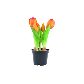 Tulipaner i potte orange