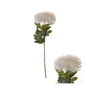Edderkopkrysantemum stilk elfenben med grønne blade og fluffy blomsterhoved