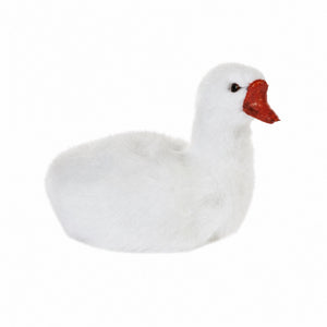 Hvid svane