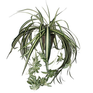 Chlorophytum væddeløber 45 cm høj