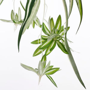 Chlorophytum væddeløber 45 cm høj