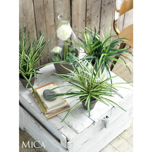Dracaena plante 34 cm høj