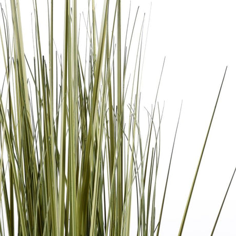 Græsser 122 cm høj