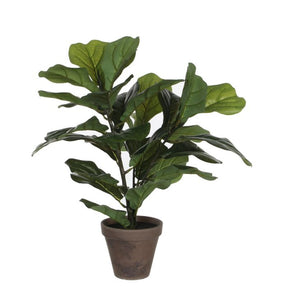 Ficus lyrata violinfigen 35 cm høj