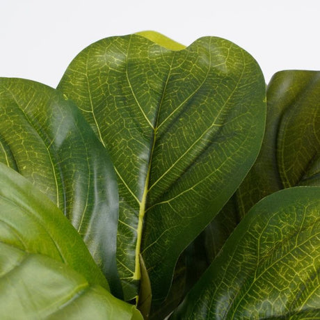 Ficus lyrata violinfigen 35 cm høj