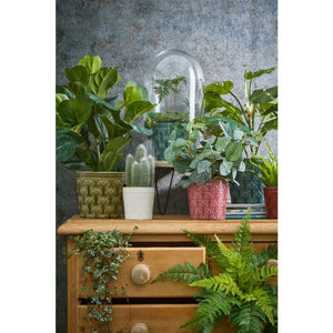 Ficus lyrata violinfigen 35 cm høj