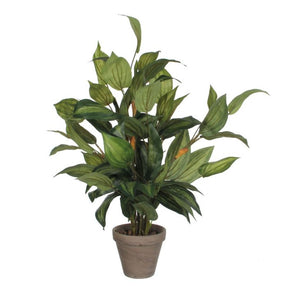 Hosta plante 65 cm høj