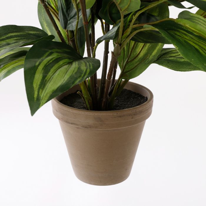 Hosta plante 65 cm høj
