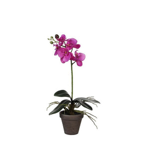 Phalaenopsis orkidé lilla 48 cm høj