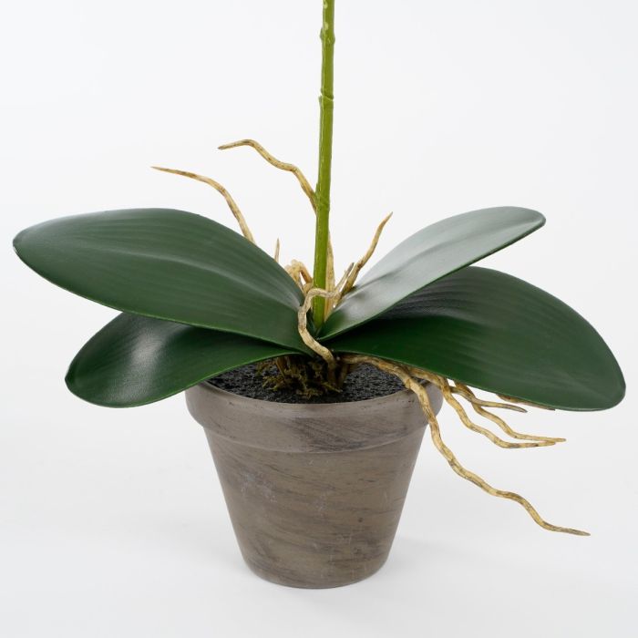 Phalaenopsis orkidé lilla 48 cm høj