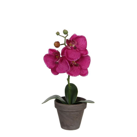 Phalaenopsis orkidé lilla 26 cm høj