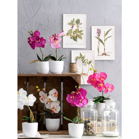 Phalaenopsis orkidé lilla 26 cm høj