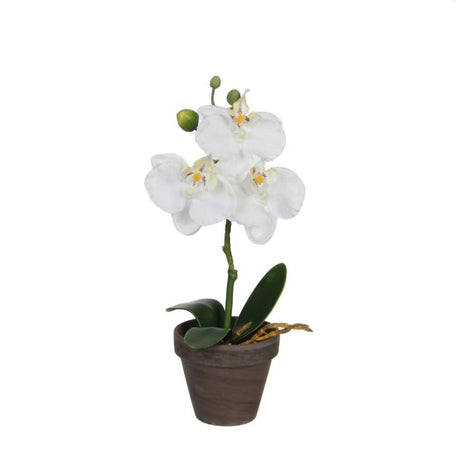 Phalaenopsis orkidé hvid 26 cm høj