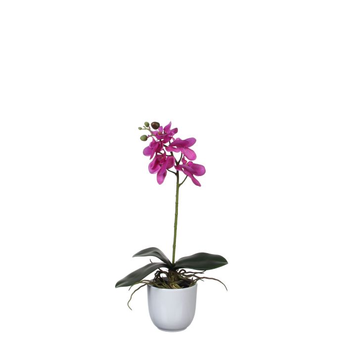 Phalaenopsis orkidé lilla i hvid potte