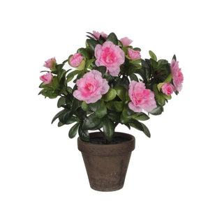 Azalea lyserød 27 cm høj