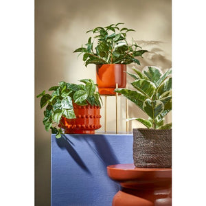Cordyline plante 35 cm høj