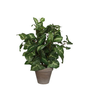 Syngonium plante kunstig