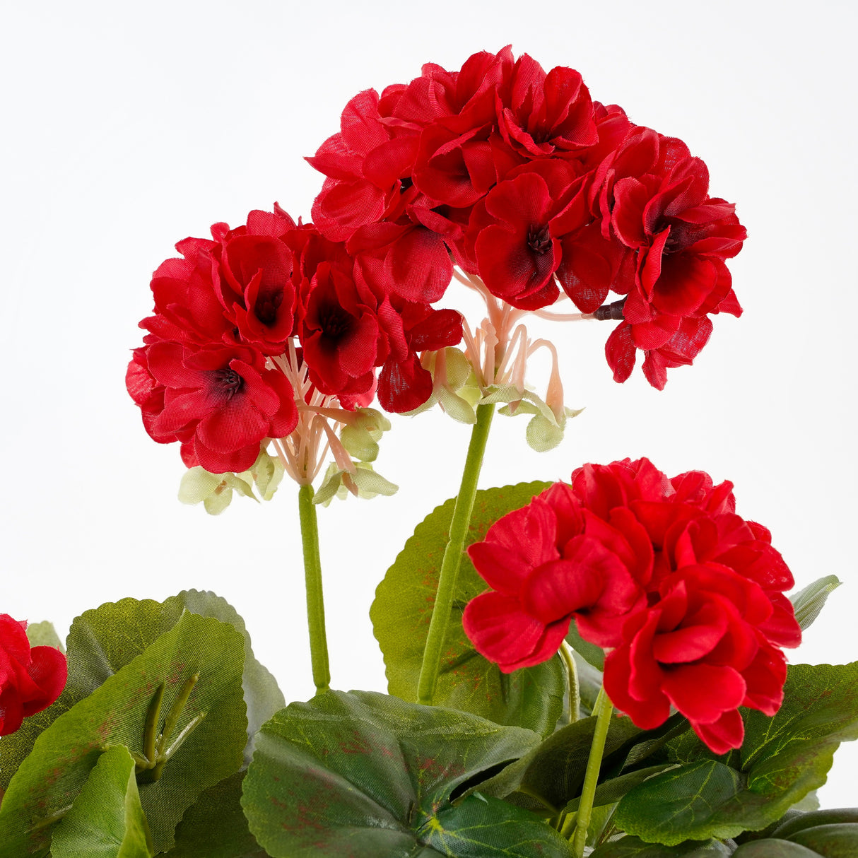 Røde kunstige pelargonie blomsterhoveder set tæt på