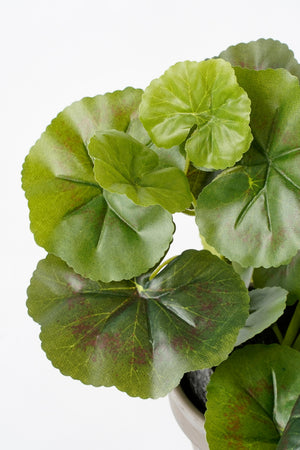 Kunstige grønne blade på pelargonie blomst
