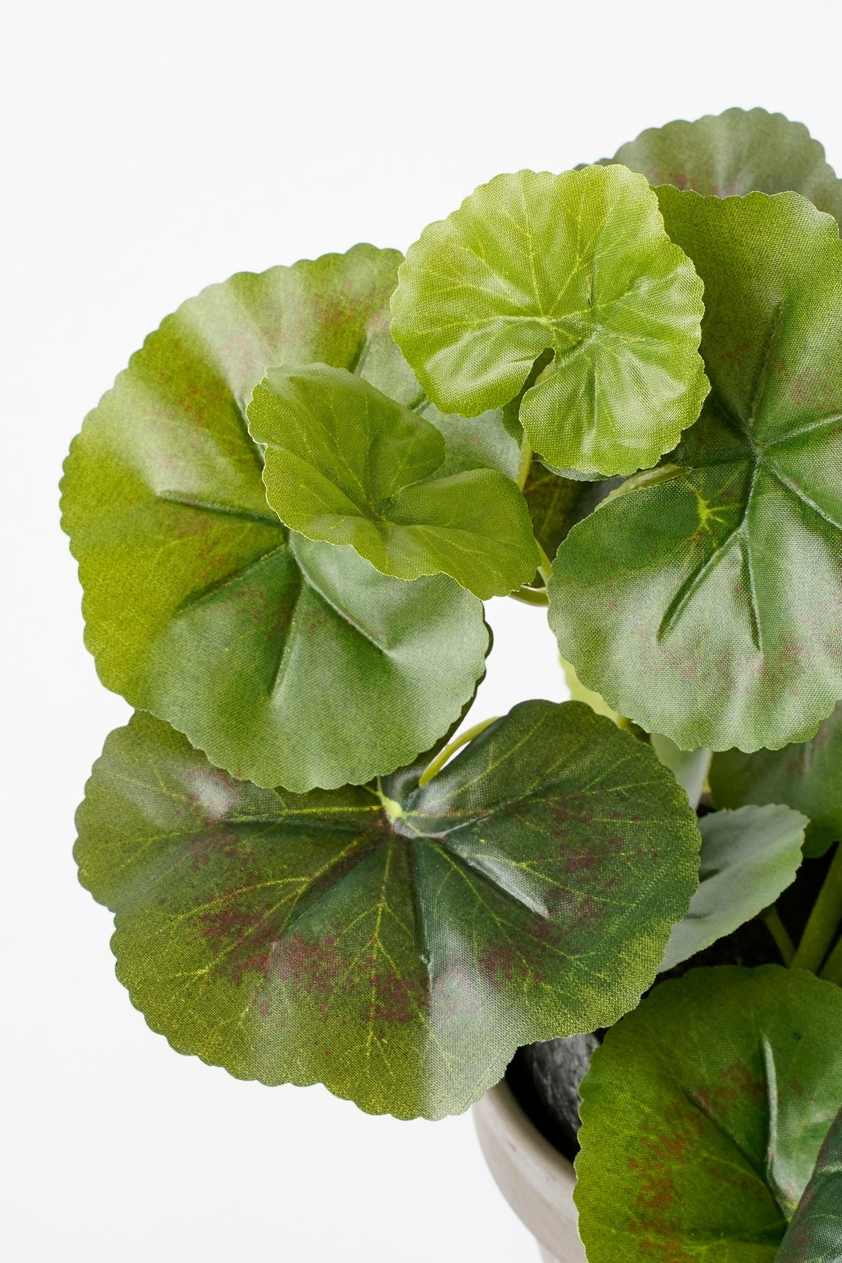 Kunstige grønne blade på en pelargonie