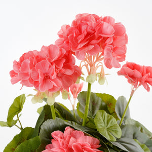 Laksefarvede pelargonie blomsterhoveder set tæt på
