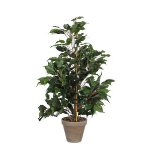 Ficus exotica stuebirk 65 cm høj