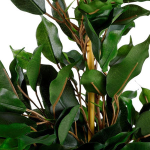 Ficus exotica stuebirk 65 cm høj