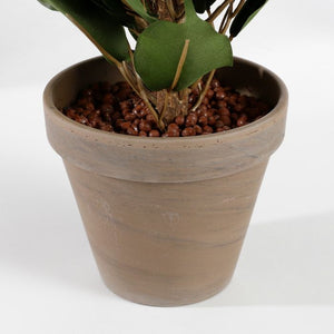 Ficus exotica stuebirk 65 cm høj