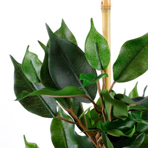 Ficus exotica stuebirk 65 cm høj