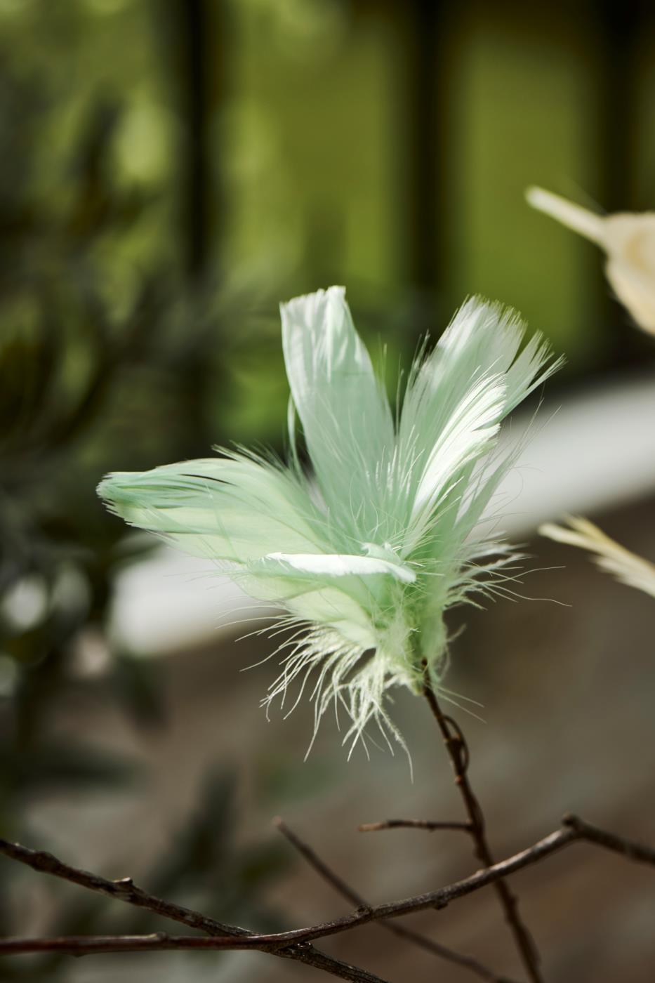 Pyntefjer i støvgrøn siddende på en gren