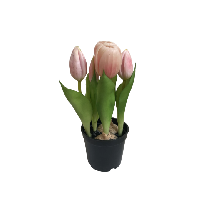 Tulipaner i potte lyserøde
