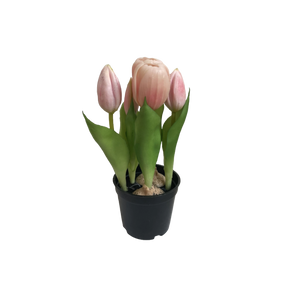 Tulipaner i potte lyserøde
