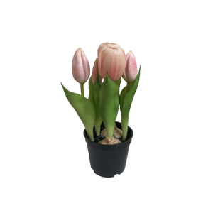 Tulipaner i potte lyserøde