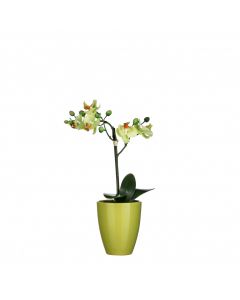 Phalaenopsis orkidé limegrøn i potte