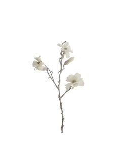 Magnolia hvid