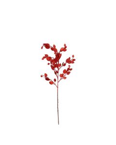 Monye plant gren red