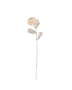 Krysantemum hvid