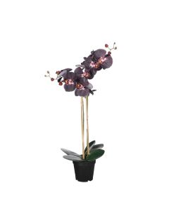Phalaenopsis orkidé 70 cm høj sort 