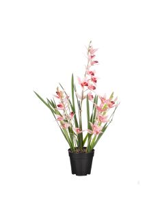 Vanda orkidé ferskenfarvet 