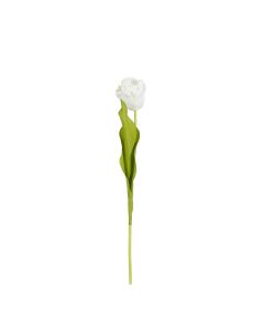 Tulip 50 cm cream