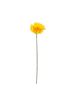 Gerbera gul 64 cm høj