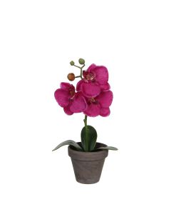 Phalaenopsis orkidé lilla 26 cm høj
