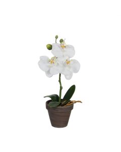 Phalaenopsis orkidé hvid 26 cm høj