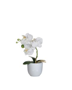 Phalaenopsis orkidé hvid i hvid potte 26 cm høj