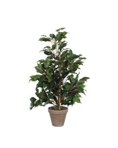 Ficus exotica stuebirk 65 cm høj