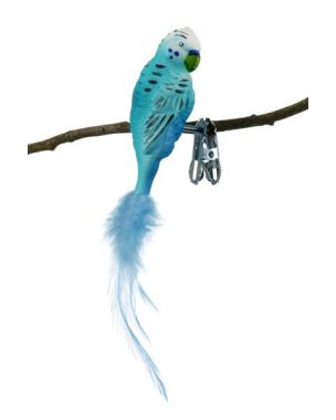 Blue budgerigar with clip