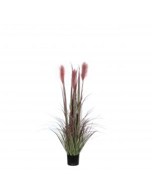 Potted burgundy foxtail grass