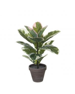 Rubber plant gummifigen 47 cm høj