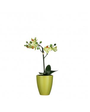 Phalaenopsis orkidé limegrøn i potte